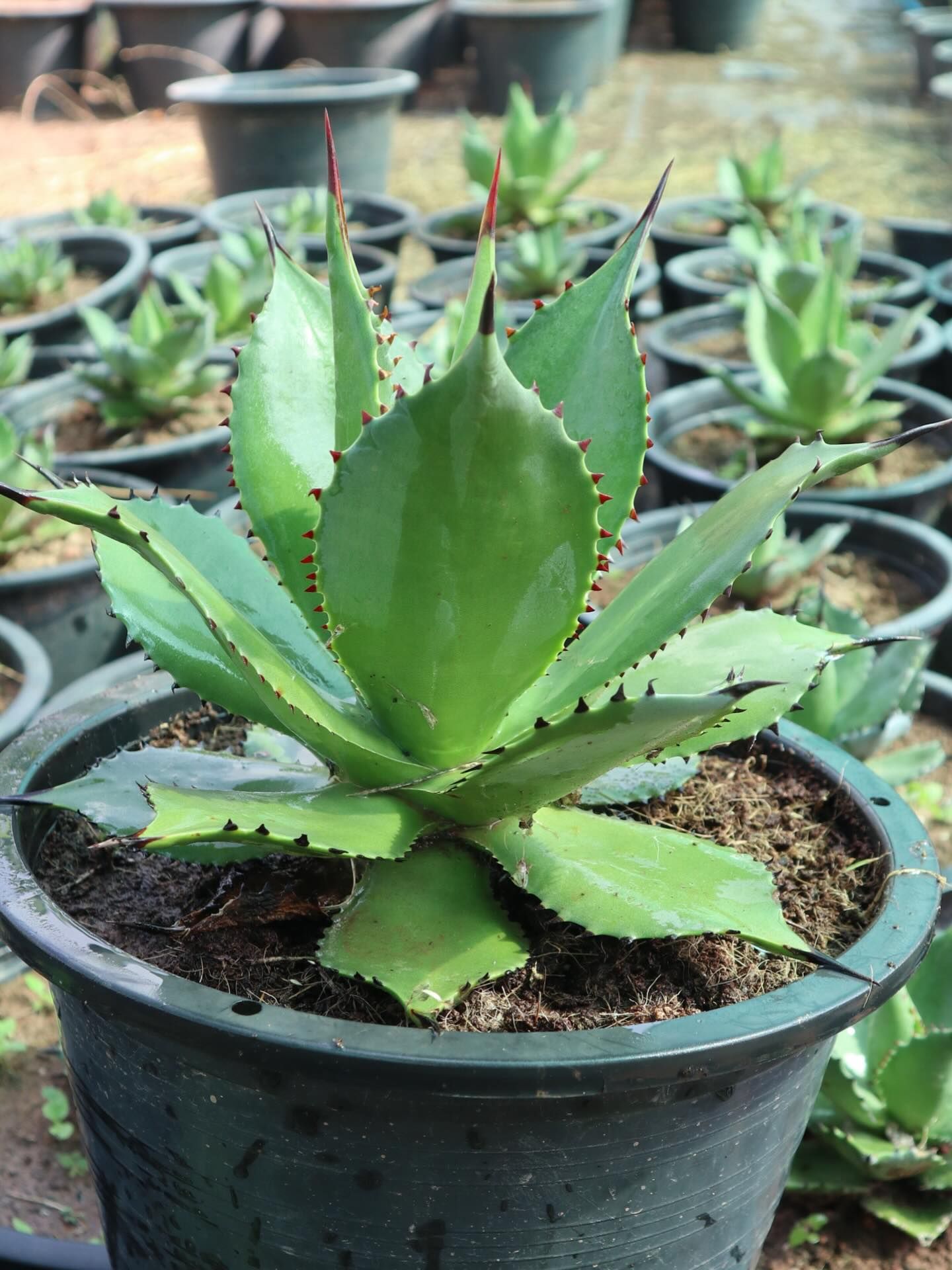赤い棘先を持つコンパクトな緑のロゼットを形成した鉢植えのアガベ