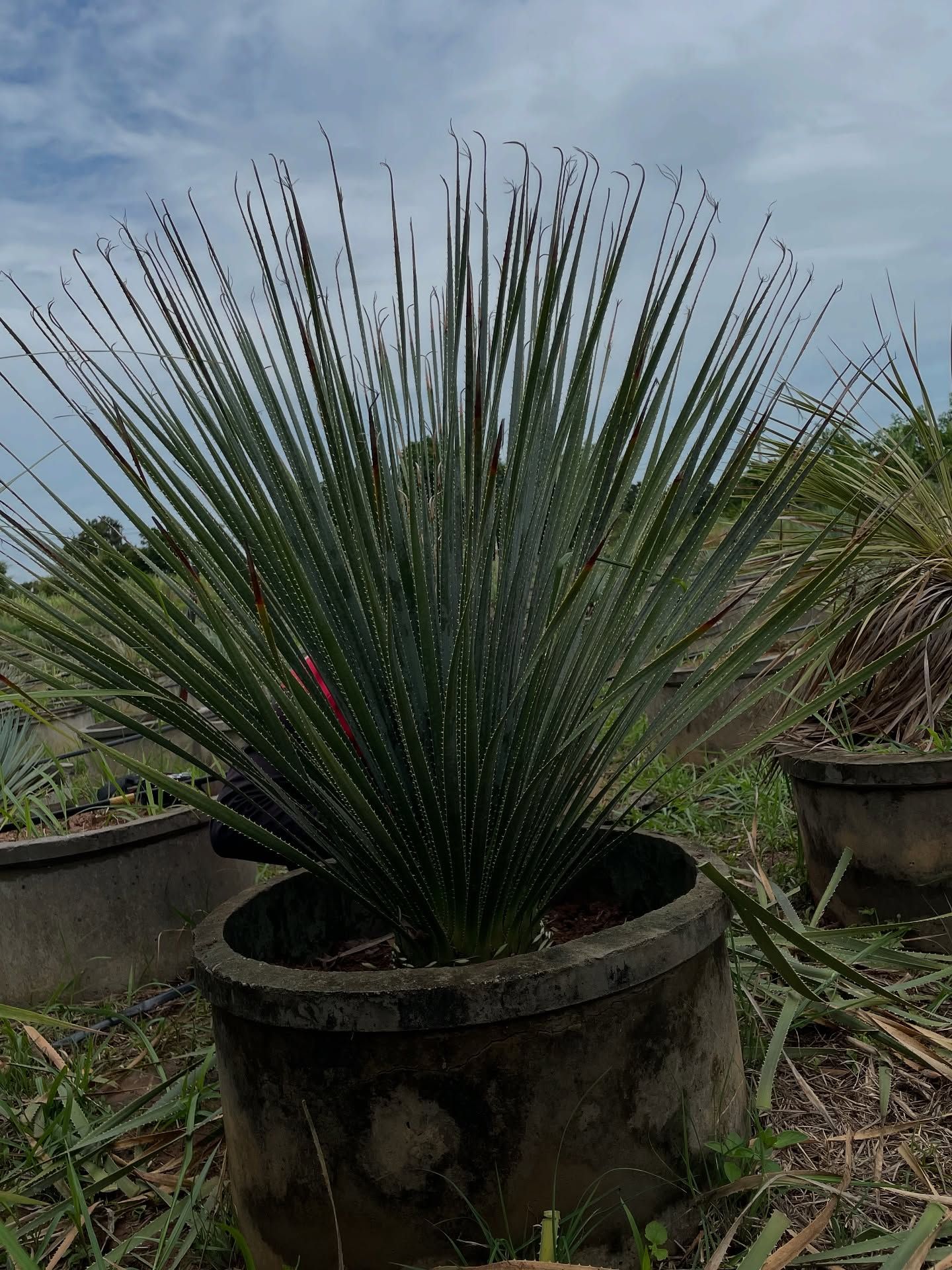 Dasylirion glaucophyllum แผ่พุ่มใบเรียวยาวแน่นในภาชนะเพาะเลี้ยง