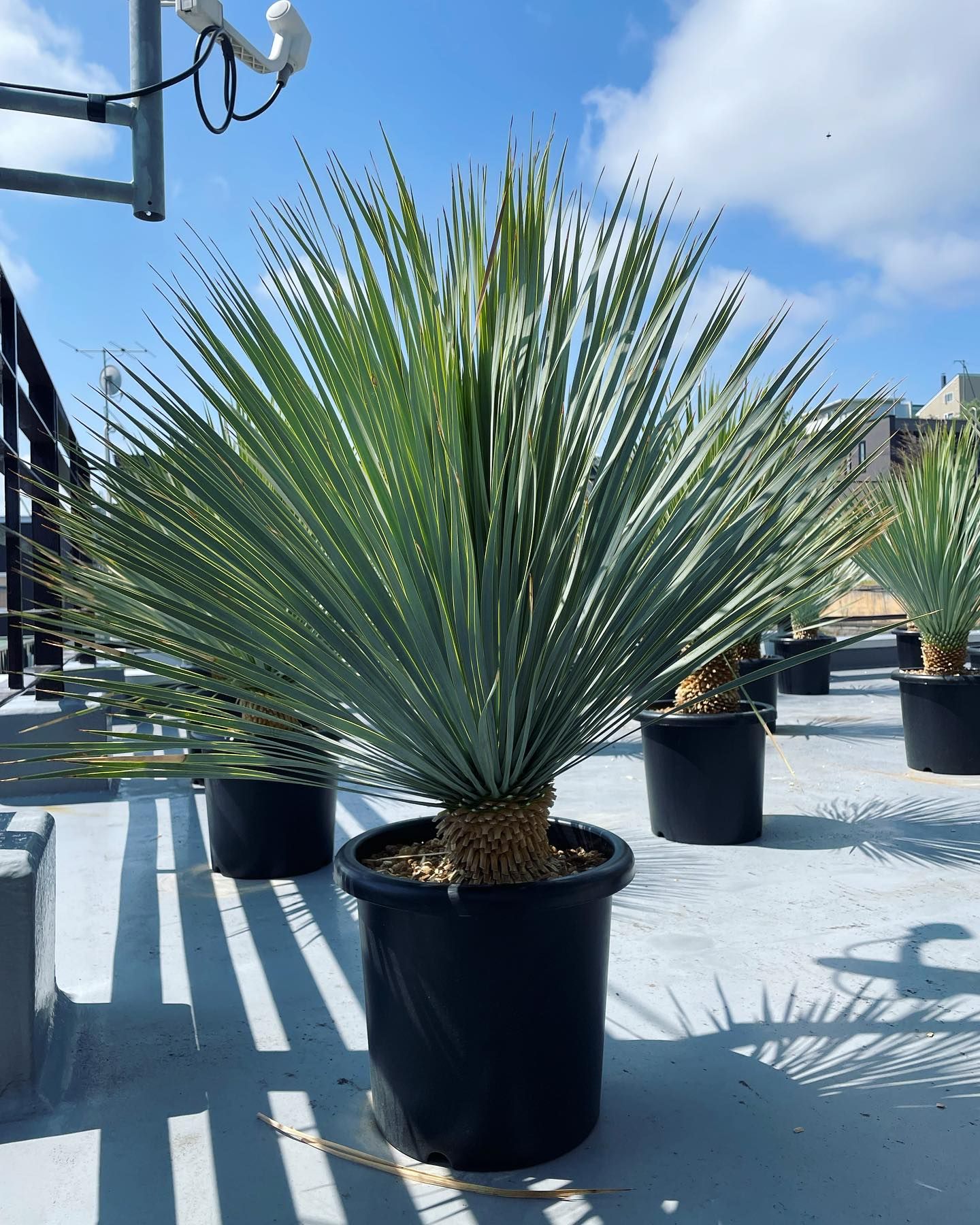 植物と仕向地に応じて検討する海外取引。