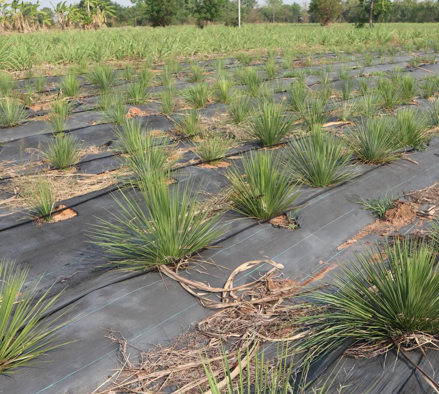非凡な構造を持つ植物のための、専門ナーサリー。
